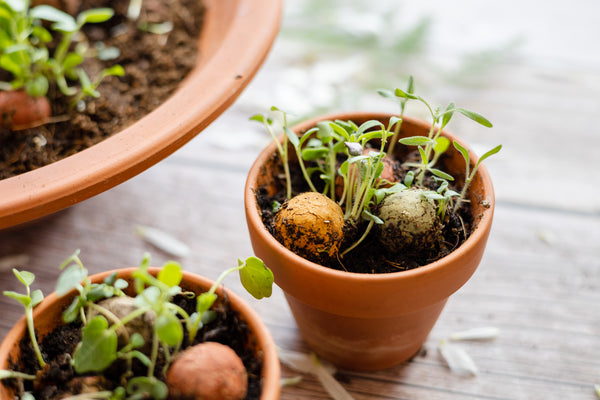 Blossombs Semínkové bomby - Drobný dáreček (2 ks)