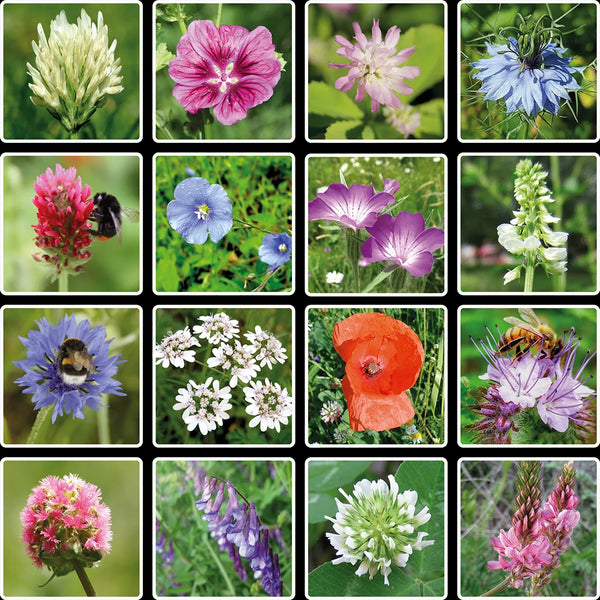 Blossombs Semínkové bomby - Dárková sada střední (9 ks)