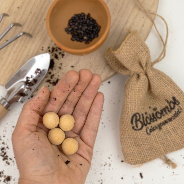 Blossombs Semínková bomba s květináčem - Děkuji - slunečnicový mix