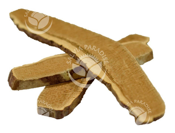 Salvia Paradise Lesklokorka lesklá - Reishi - tinktura bez ethanolu (50 ml)