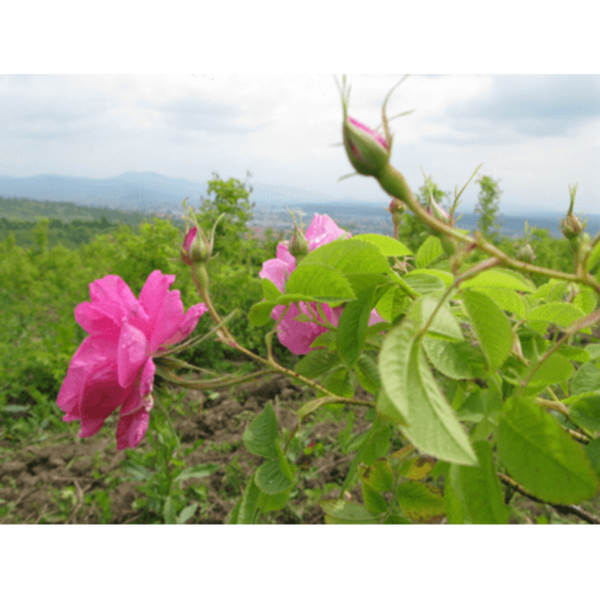 Sonnentor Růže květ (poupata) BIO - sypaný (30 g)